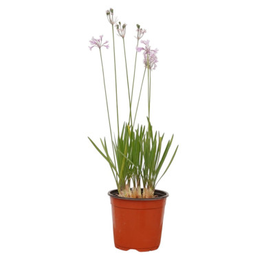 Pianta di Tulbaghia in Vaso 18cm-Pianta Da Cespuglio | Mondo Piante