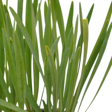 Pianta di Tulbaghia in Vaso 18cm-Pianta Da Cespuglio | Mondo Piante