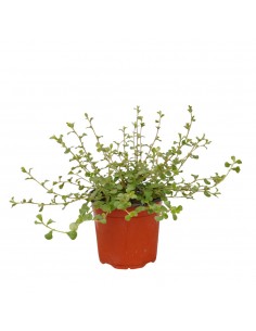 Pianta di Ceratostigma...