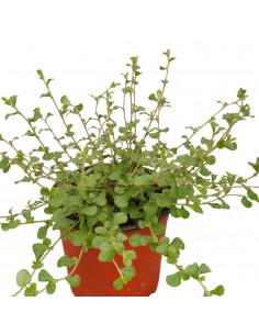 Pianta di Ceratostigma... 2
