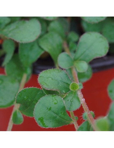 Pianta Ceratostigma Plumbaginoides - Piante Da Cespuglio| Mondo Piante