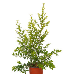 Pianta Eugenia Myrtifolia Vaso 18 cm: Vendita | Mondo Piante