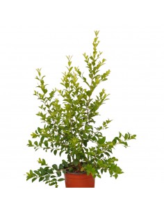 Pianta Eugenia Myrtifolia...