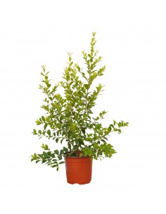 Pianta Eugenia Myrtifolia... 2