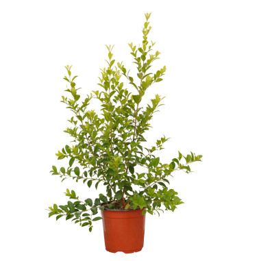 Pianta Eugenia Myrtifolia in Vaso 18cm-Piante Da Siepe|Mondo Piante