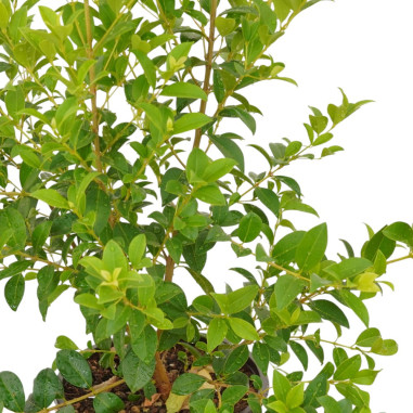 Pianta Eugenia Myrtifolia in Vaso 18cm-Piante Da Siepe|Mondo Piante