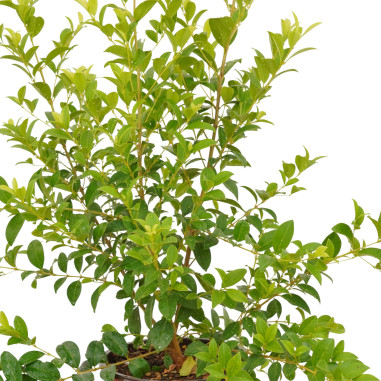 Pianta Eugenia Myrtifolia in Vaso 18cm-Piante Da Siepe|Mondo Piante