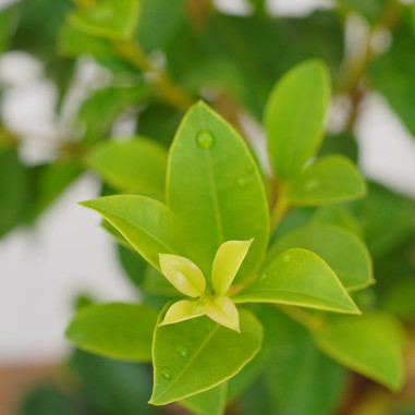 Pianta Eugenia Myrtifolia in Vaso 18cm-Piante Da Siepe|Mondo Piante
