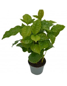 Pianta Caffè Arabica Vaso 7cm