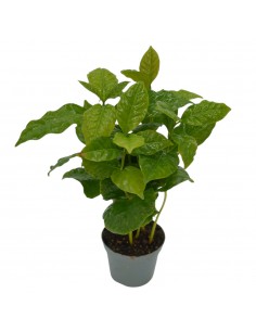 Pianta Caffè Arabica Vaso 7cm 2