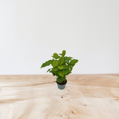 Vendita Pianta Caffè Arabica con tazza-Piante Da Cespuglio|Mondo Piante