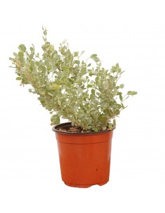 Pianta di Atriplex in Vaso...