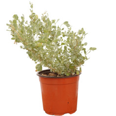 Pianta di Atriplex Vaso 18 cm: Vendita Online | Mondo Piante
