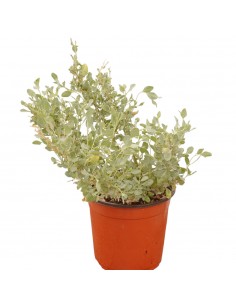Pianta di Atriplex in Vaso... 2
