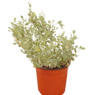 Pianta di Atriplex in Vaso 18cm-Piante Da Siepe|Vivaio Mondo Piante