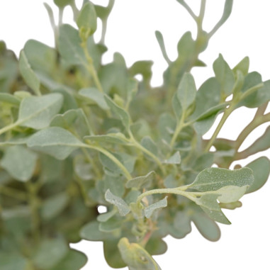 Buy Berberis Thunbergii Plant-Hedge Plants Online|Mondo Piante