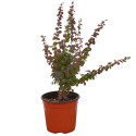 Pianta di Berberis - Vaso 18 cm