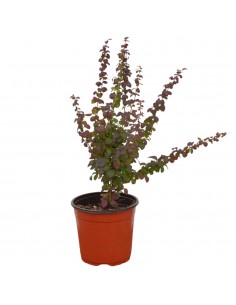 copy of Berberis Thunbergii...