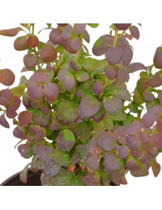 copy of Berberis Thunbergii... 2
