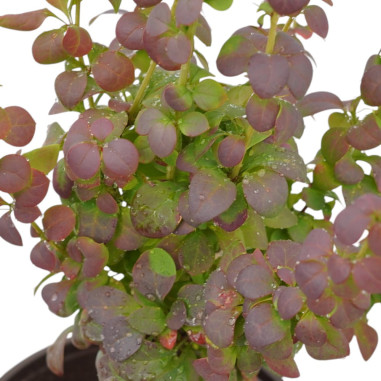 Pianta Berberis Thunbergii in Vaso 18cm-Piante Da Siepe|Mondo Piante