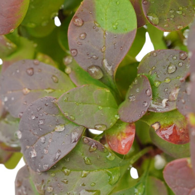 Buy Berberis Thunbergii Plant-Hedge Plants Online|Mondo Piante