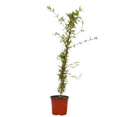 Pianta Gelsemium Sempervirens Vaso 18 cm | Mondo Piante