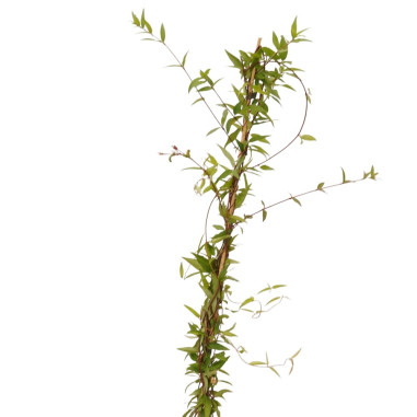 Sale Of  Gelsemium Sempervirens Plant-Climbing Plant | Mondo Piante