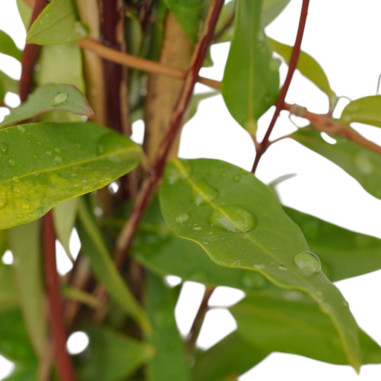 Sale Of  Gelsemium Sempervirens Plant-Climbing Plant | Mondo Piante