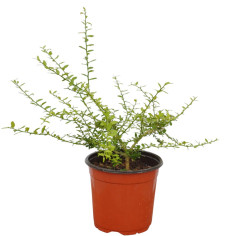 Pianta di Limone Caviale Vaso 18 cm | Mondo Piante