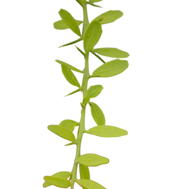 Pianta di Limone caviale 18cm-Vendita Alberi di Agrumi | Mondo Piante