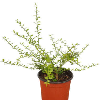 Pianta di Limone caviale 18cm-Vendita Alberi di Agrumi | Mondo Piante