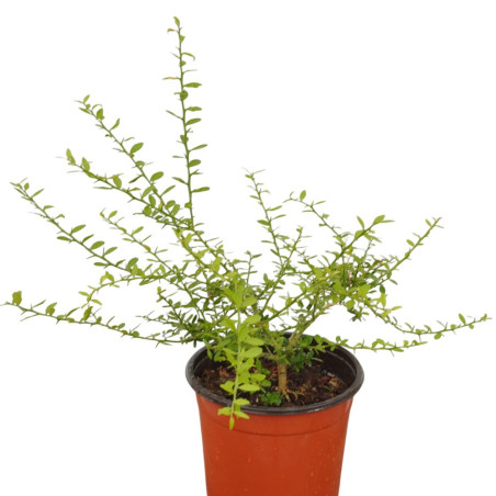Pianta di Limone Caviale Vaso 18 cm | Mondo Piante