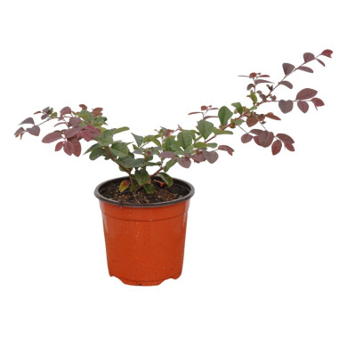 Pianta di Loropetalum in Vaso 18cm - Pianta Da Cespuglio |Mondo Piante