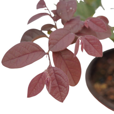 Pianta di Loropetalum in Vaso 18cm - Pianta Da Cespuglio |Mondo Piante