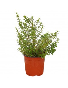 Common Myrtle Plant