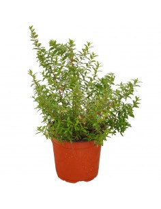 Common Myrtle Plant 2