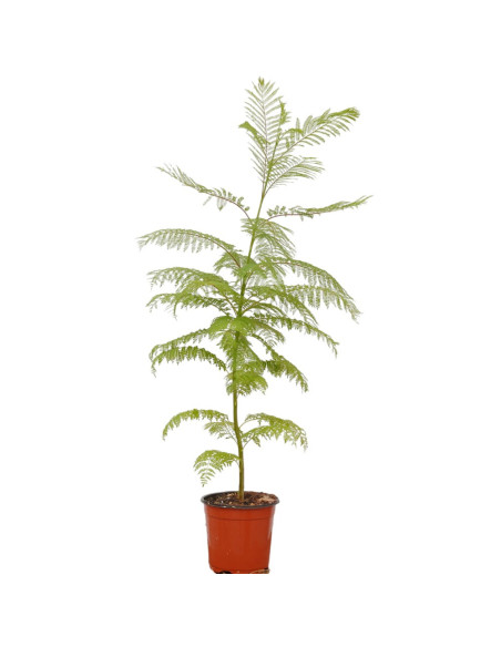 Pianta Jacaranda Vaso 18 cm: Vendita Online | Mondo Piante