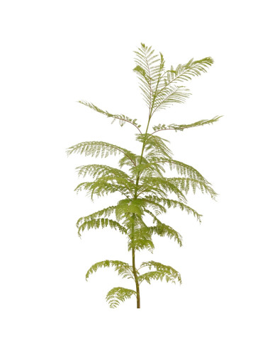 Vendita Pianta di Jacaranda Vaso 18cm-Alberi da Giardino|Mondo Piante