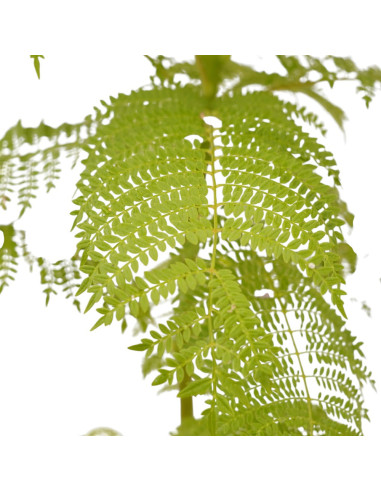 Vendita Pianta di Jacaranda Vaso 18cm-Alberi da Giardino|Mondo Piante