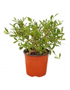copy of Gardenia Nana Plant