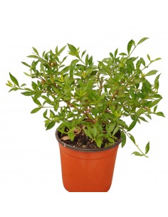 copy of Gardenia Nana Plant 2