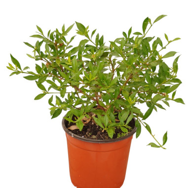 Pianta di Gardenia Nana Vaso 18cm-Piante Da Cespuglio|Mondo Piante