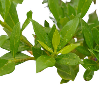 Pianta di Gardenia Nana Vaso 18cm-Piante Da Cespuglio|Mondo Piante