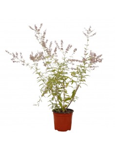Perovskia Plant