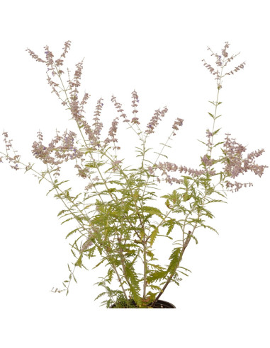 Pianta Perovskia Vaso 18cm - Vendita Pianta Da Cespuglio|Mondo Piante