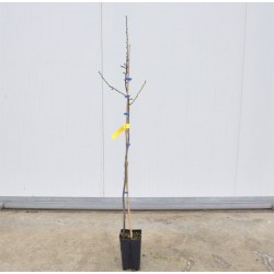 Albero Mandorlo Tuono 3 Anni 2