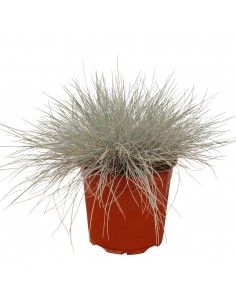 Pianta di Festuca Argentea...