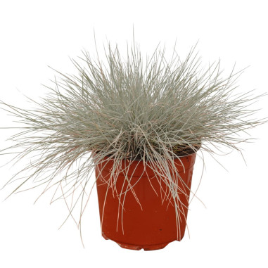 Pianta di Festuca Argentea Vaso 18cm-Piante Da Cespuglio|Mondo Piante