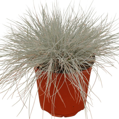 Pianta di Festuca Argentea Vaso 18cm-Piante Da Cespuglio|Mondo Piante