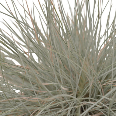 Festuca Argentea Plant for Sale - Bush Plants Online | Mondo Piante